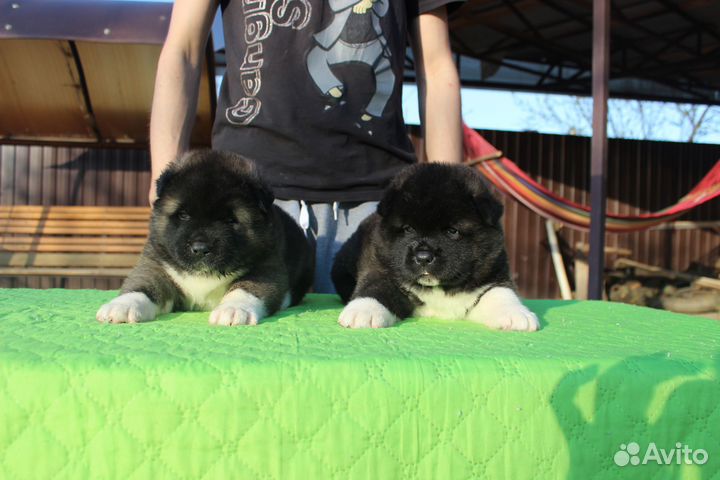 Питомник. Вязка