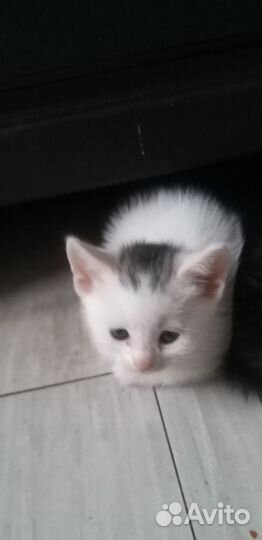 Котята