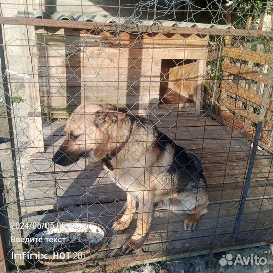 Собака только в добрые руки отдам бесплатно