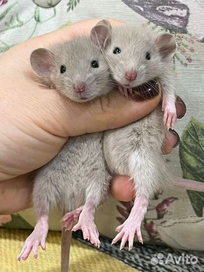 Крыса крысята крысы крыски дамбо голубые