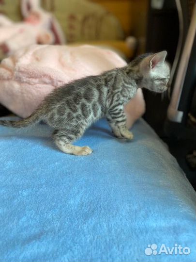 Бенгальские котята