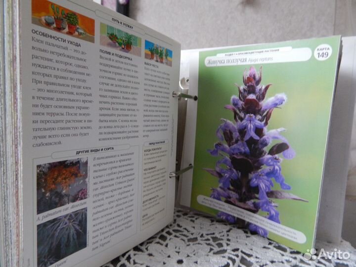 Цветы дома шаг за шагом