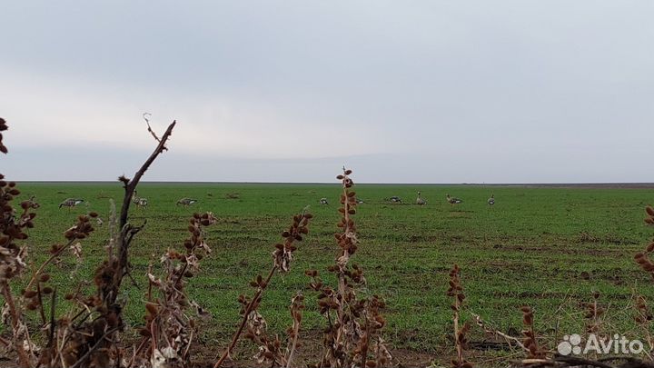 Чучела белолобых гусей Avian X