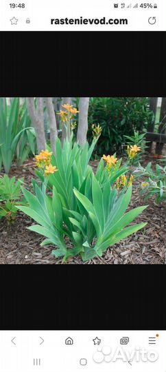 Беламканда Китайская лесная орхидея