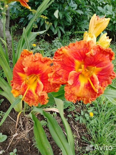 Лилейники сортовые