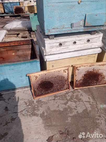 Сушь для пчел