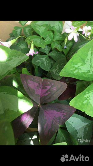 Кислица, оксалис