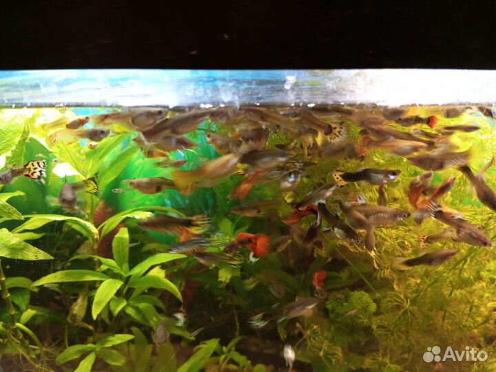 Гуппи, Анциструсы