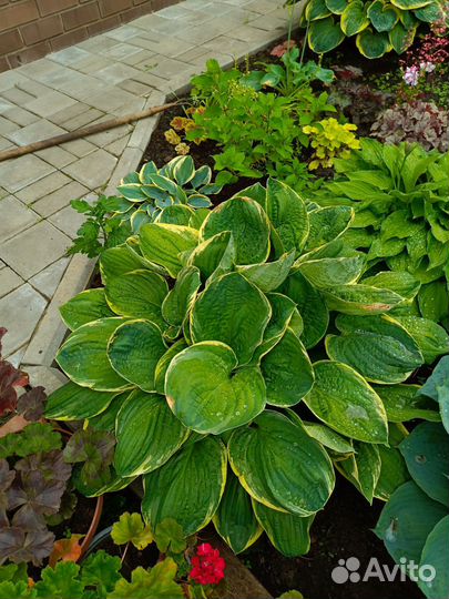 Саженцы хосты