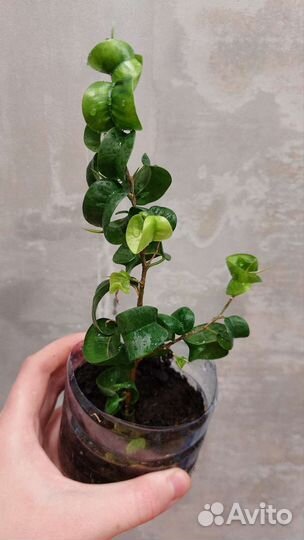 Фикус барок