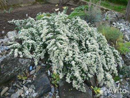 Астра вересковидная