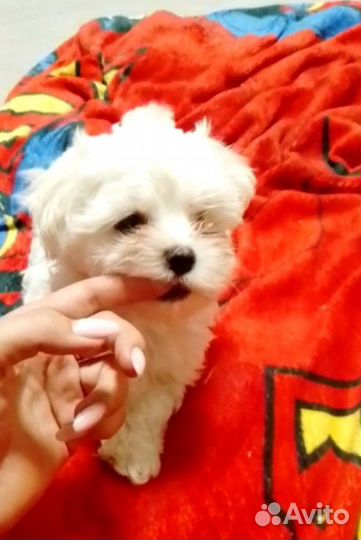 Щенок мальтезе