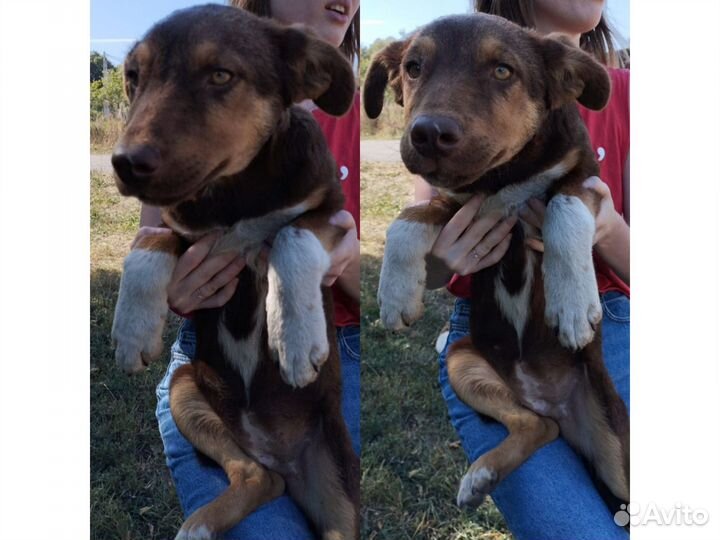 Щенок ищет дом, щенок в добрые руки