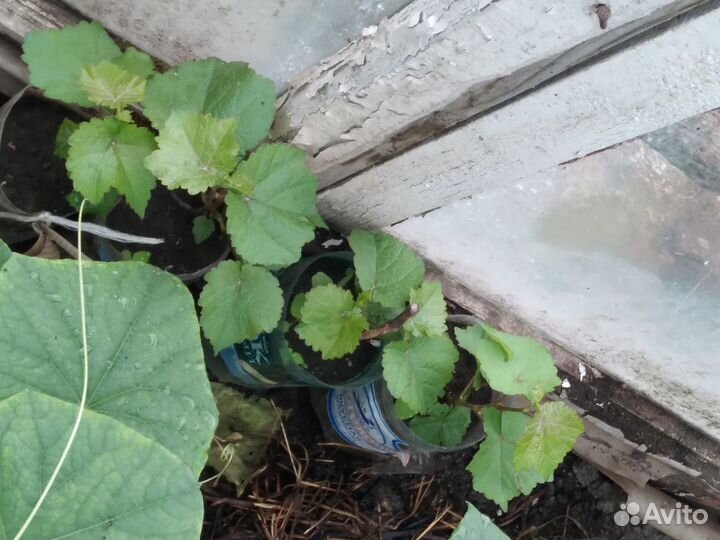 Продаются саженцы винограда