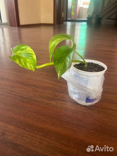 Сциндапсус золотой