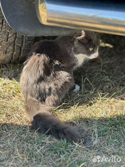 Котёнок 5 мес., серо - беленькая, полупушистая