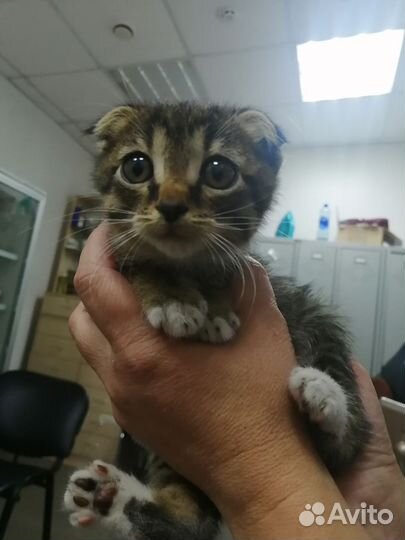 Кошечка вислоухая