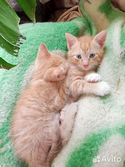 Котята в добрые руки бесплатно