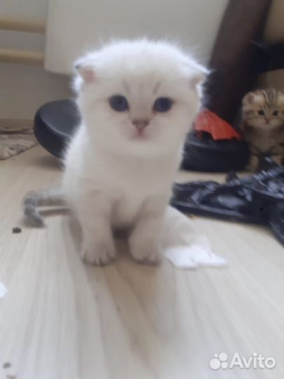 Продам котят приличным людям