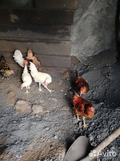 Петушки молоденькие