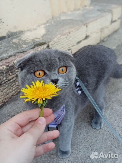 Шотландская вязка