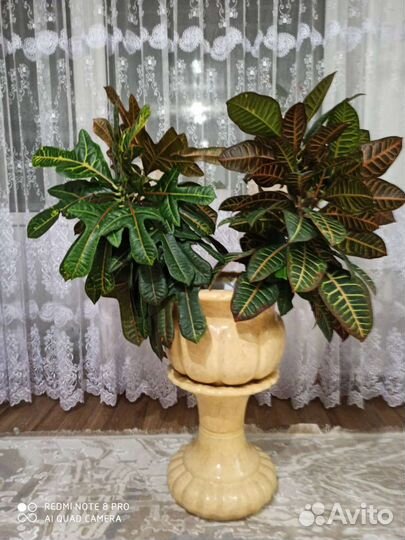 Кодиеум кротон