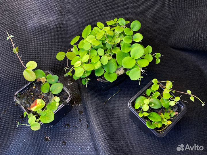 Micrechites Serpyllifolius (Фикус Борнео)