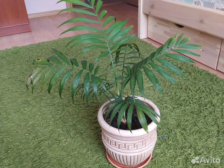 Пальма хамедорея