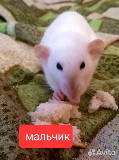 Декоративная крыса дамбо