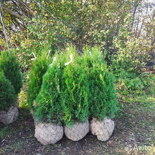 Туя Колоновидная Колумна. Напрямую из питомника