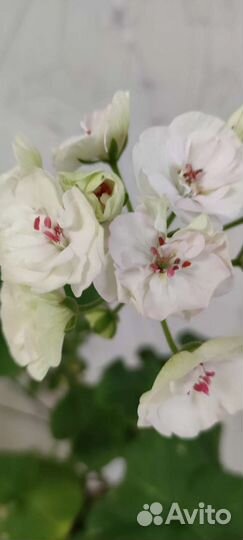 Пеларгония ес-Императрица