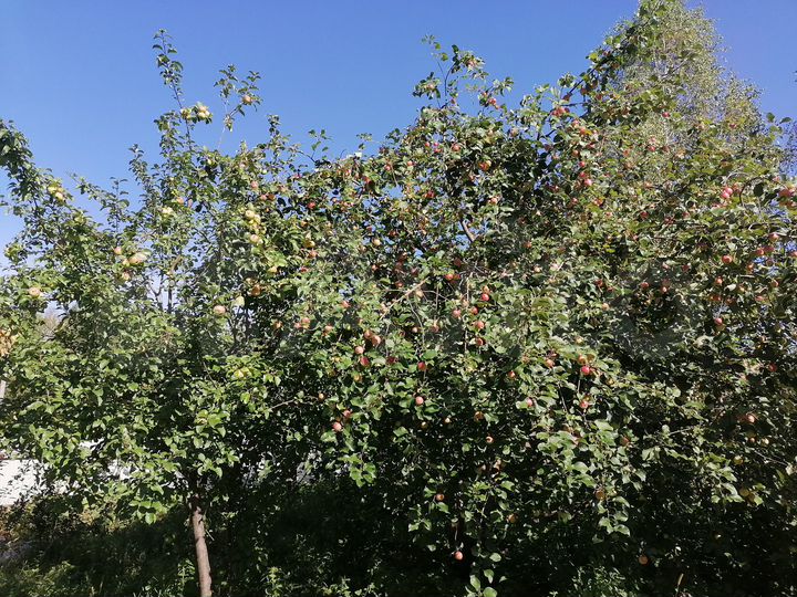 Участок 7 сот. (СНТ, ДНП)