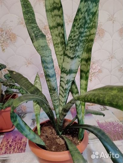 Сансевиерия