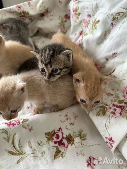 Котята в добрые руки даром