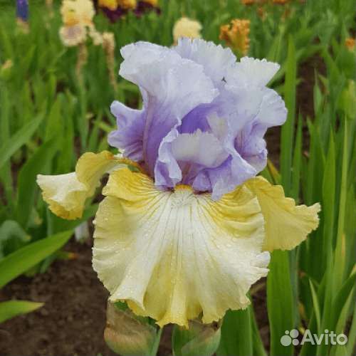 Ирисы в ассортименте