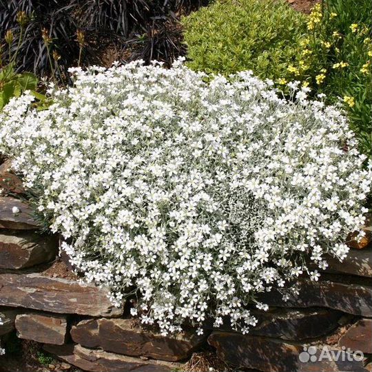 Почвопокровники