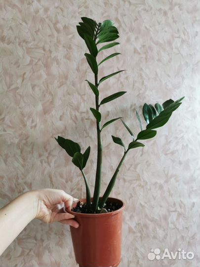 Замиокулькас ланцетовидный