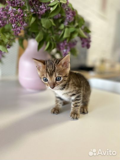 Бенгальские котята