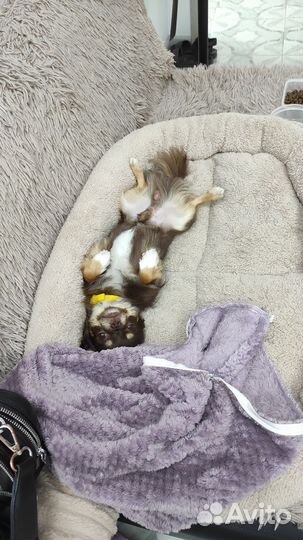 Вязка чихуахуа мальчик