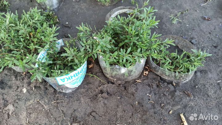 Гвоздика травянка