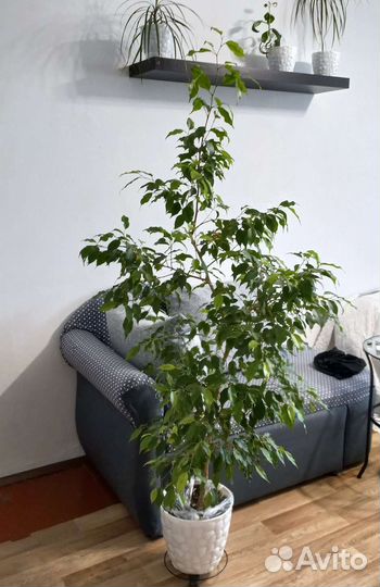 Фикус бенджамина большое дерево
