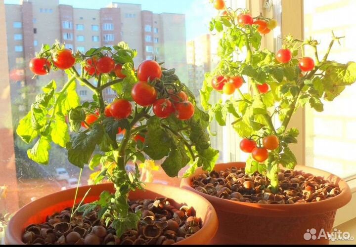 Растения разные и семена