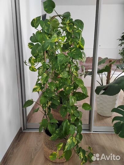 Сциндапсус