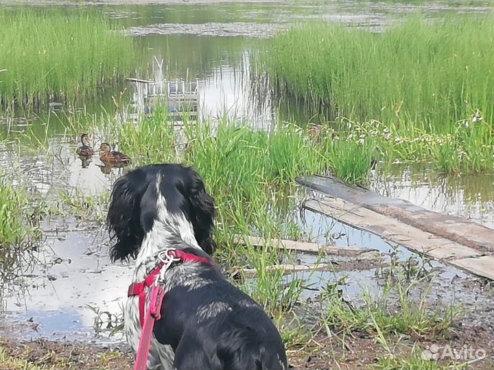 Русский спаниель