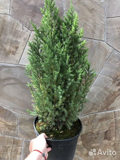 Можжевельник стрикта