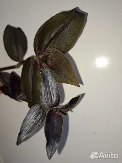 Традесканции шоколадные