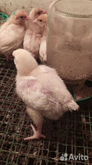 Инкубационное яйцо бройлера кобб 500