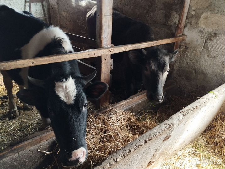 Продажа животных