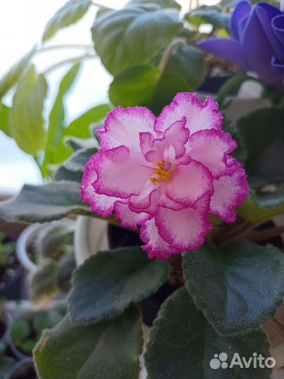 Детка сортовой фиалки Ян-Менуэт