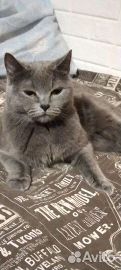 Передержка для животных